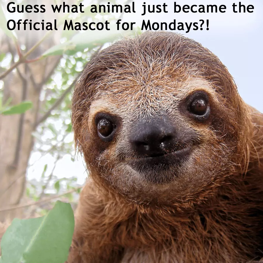 Quem é o mascote